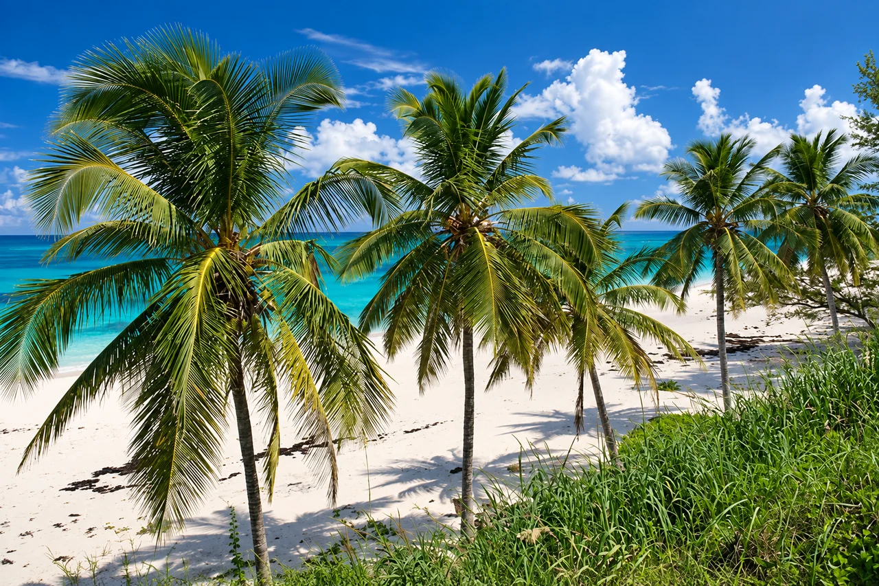 Coconut palms above a white sand beach and turquoise water in The Bahamas