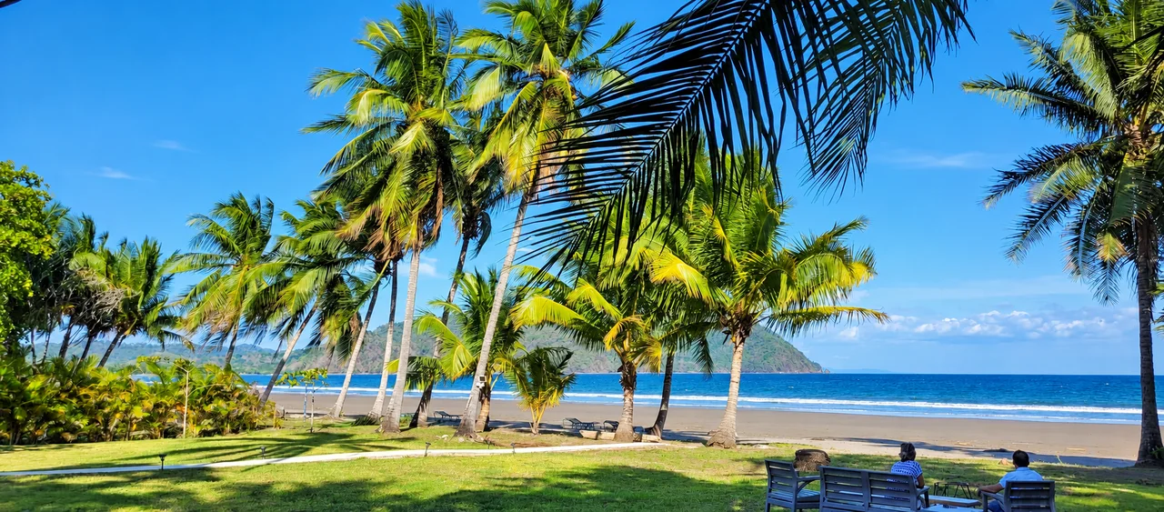 Palm trees and a beachfront lawn overlooking the Pacific Ocean in Guanacaste