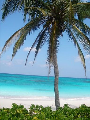 Seven Palms