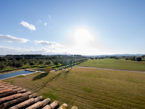 Olive Grove in Costa Brava, Spain