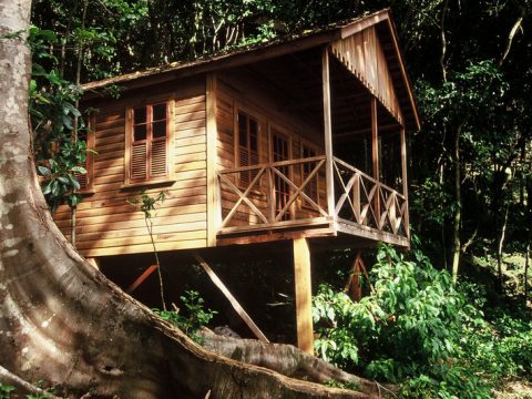 Jungle Bay in Pointe Mulatre
